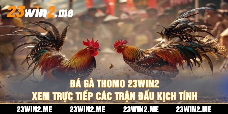 Đá Gà Thomo 23win2 Xem Trực Tiếp Các Trận Đấu Kịch Tính